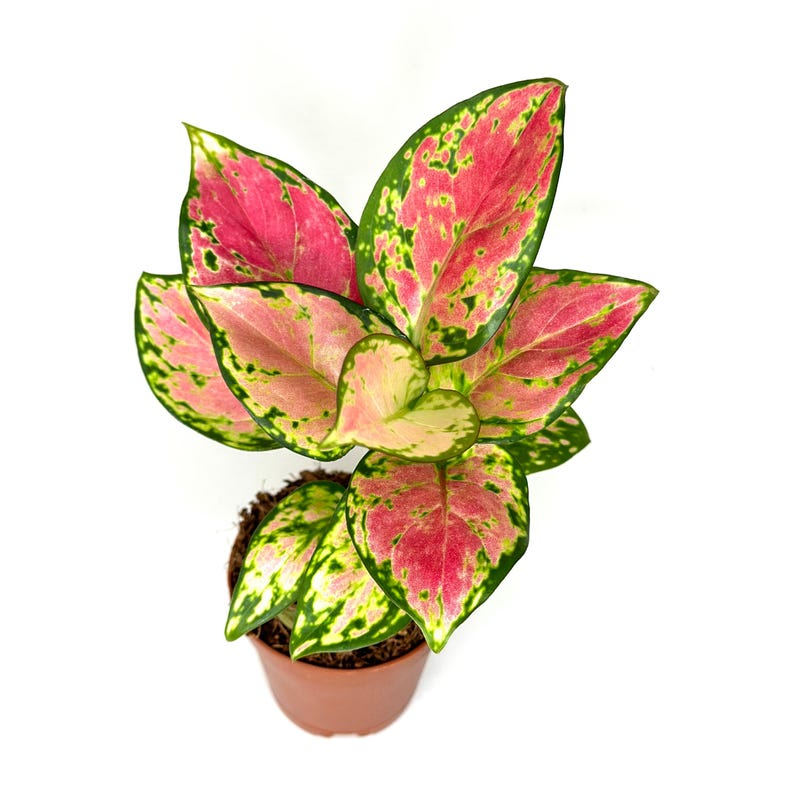 Aglaonema Pink Beauty Plant 2 Inch Pot Pink Chinese Evergreen Aglaonema ‘Pink Beauty’ Rooted Indoor Houseplant Decor