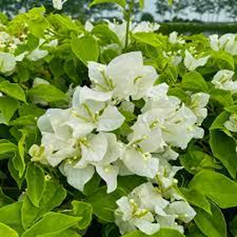 White Bougainvillea Plant in 3 Gal Pot - Bougainvillea glabra - Thrives in Full Sun - Ideal for Patios & Gardens