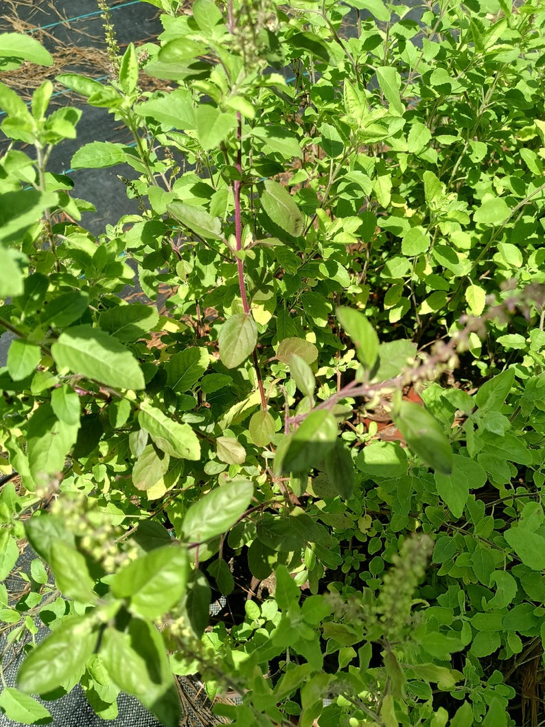 Large Rama Tulsi Plant - 12-14 Inch Holy Basil in Half Gallon Pot - Ocimum sanctum - Aromatic Green Stem Live Plant