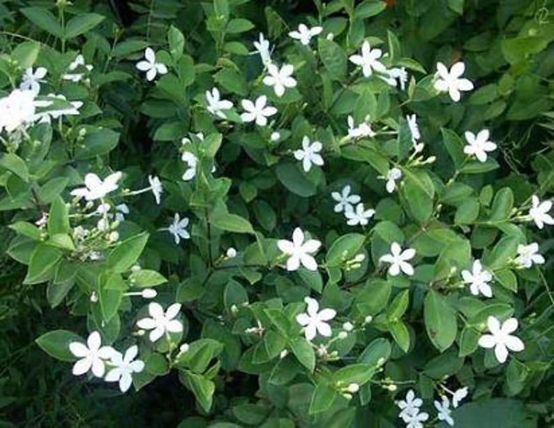Arctic Snow Bush Flowering Plant - Half Gallon Pot - Eremophila nivea - Easy to Grow, Low Maintenance, White Blooms