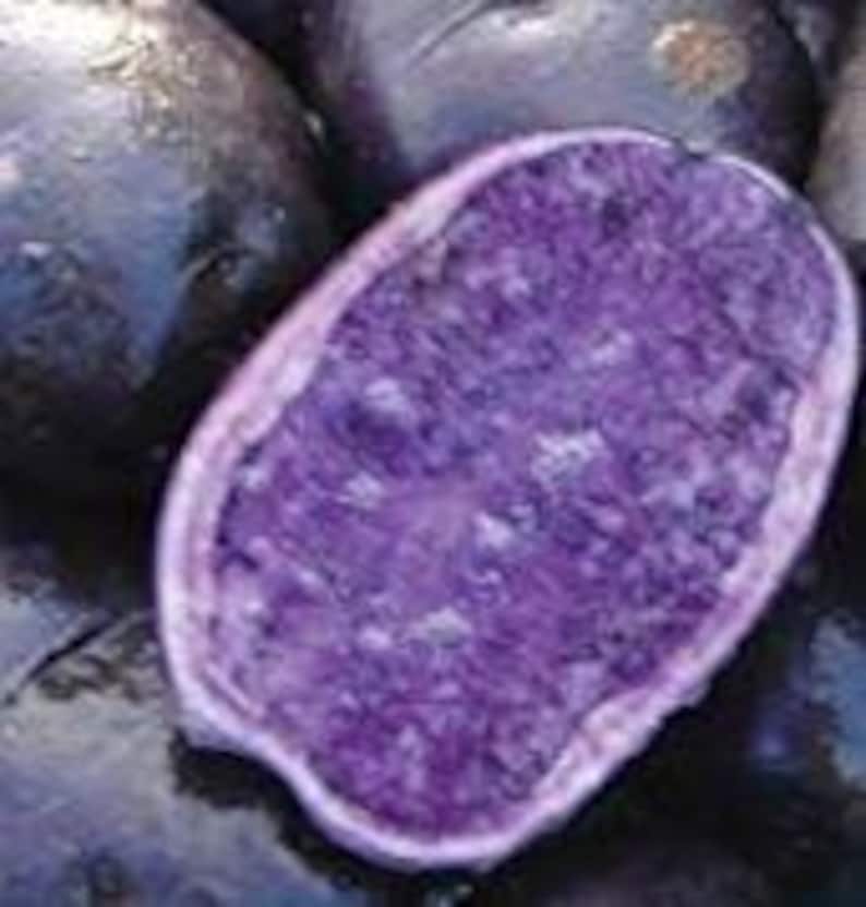 Organic Purple Potato Vine Cuttings 6 Pack - Easy to Grow Propagation Cuttings (Ipomoea batatas) for Gardens and Containers