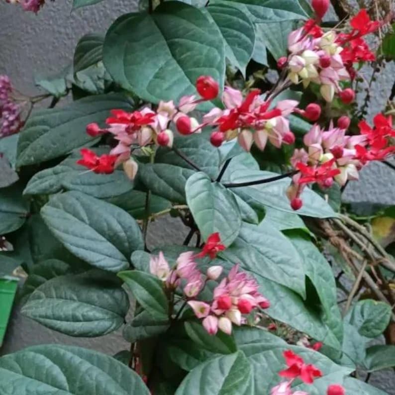 Red-Purple Bleeding Heart Vine - 3gal Pot - Clerodendrum thomsoniae - Exotic Clusters for Indoor/Outdoor Use