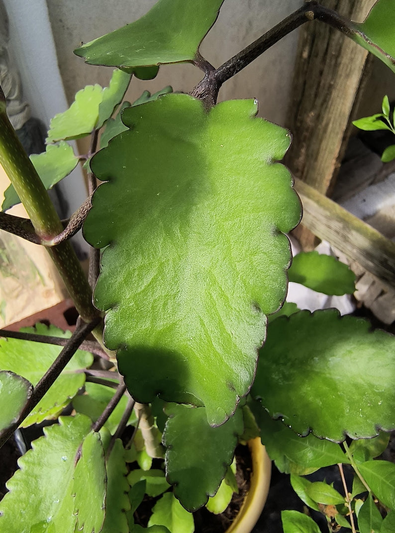 Organic Miracle Leaf Plant - 5 Leaves Kalanchoe Pinnata - Leaf of Life - Indoor/Outdoor Succulent Gardening