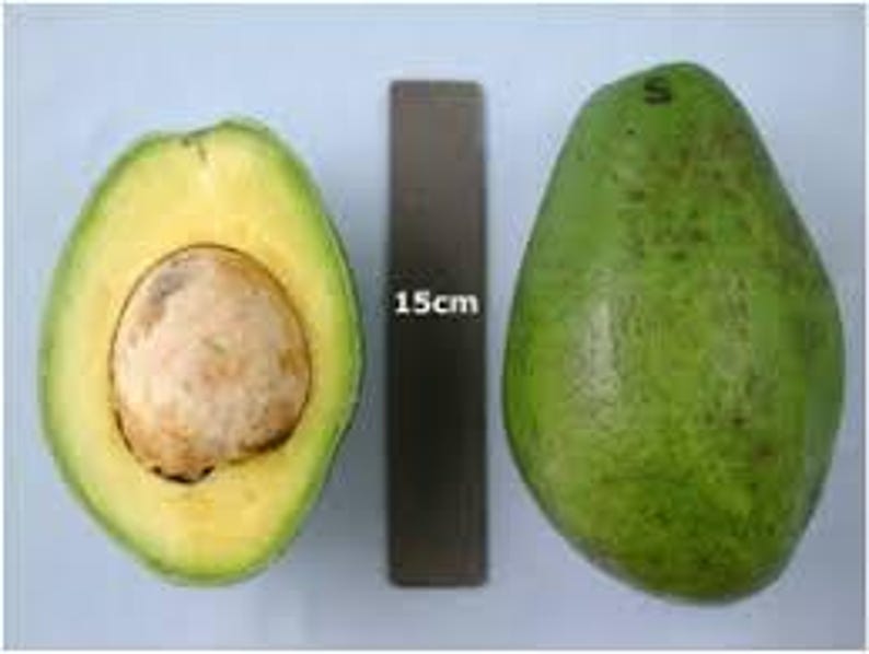 Grafted Simon Avocado Tree - 2 Feet - Persea americana 'Simon' - Creamy Flavor Avocado Plant in 3-Gallon Pot