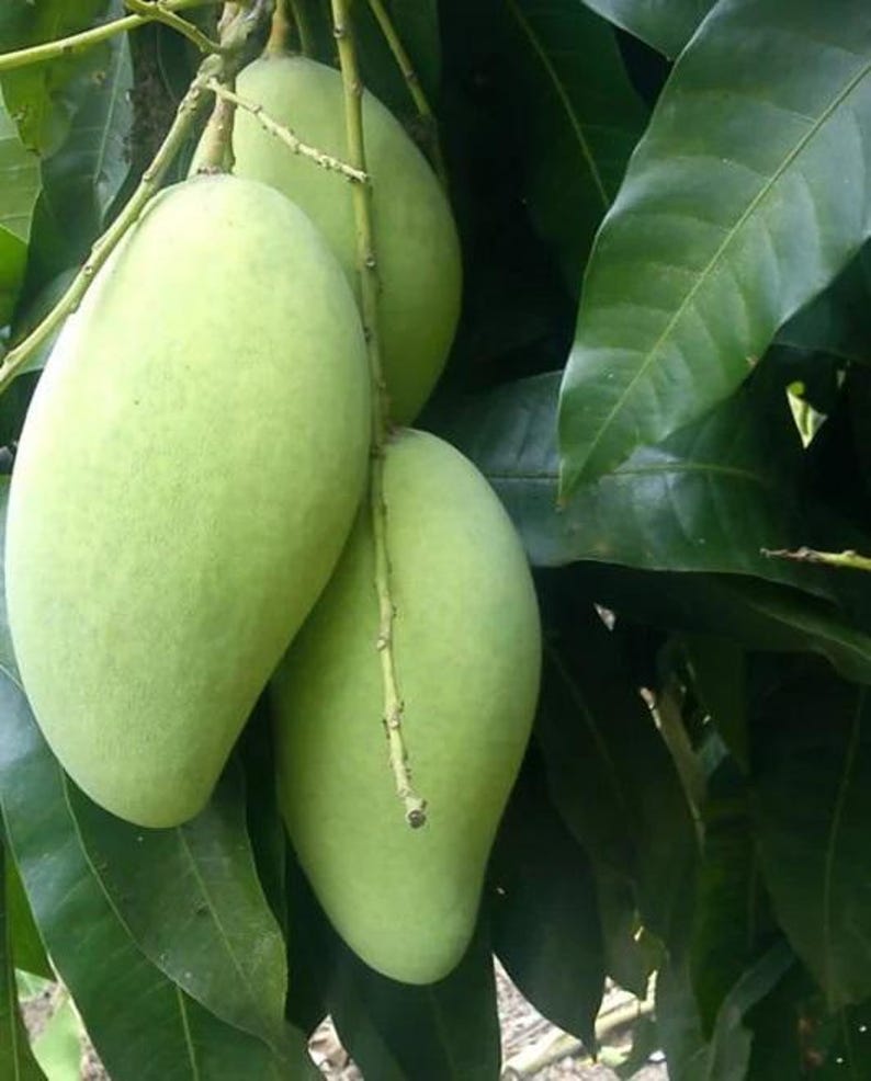 Grafted Kar Lon Long Mango Tree - 1ft - Rare Indian Variety - Mangifera indica - Ships in 6" Pot for Home Gardens