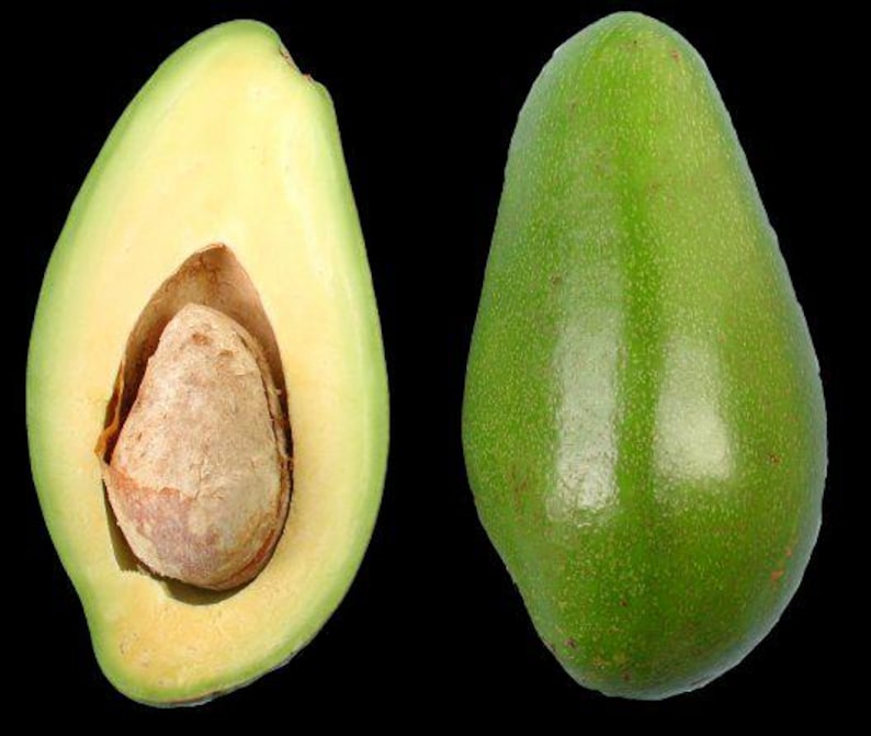 Grafted Avocado Tree - 2 Feet - Doni Variety - Persea americana - Ships in 6" Pot - Ideal for Small Spaces
