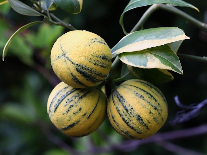 Variegated Pink Lemon Tree 1/2 Gallon Pot, Citrus limon 'Eureka Variegated', Air Layered, Unique Pink-Fleshed Lemons