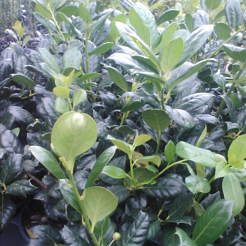 Nellie R. Stevens Holly Trees - 5 Pack, 6-8" Tall, Ilex x 'Nellie R. Stevens', Ideal for Hedges & Privacy Screens, Zones 6-9