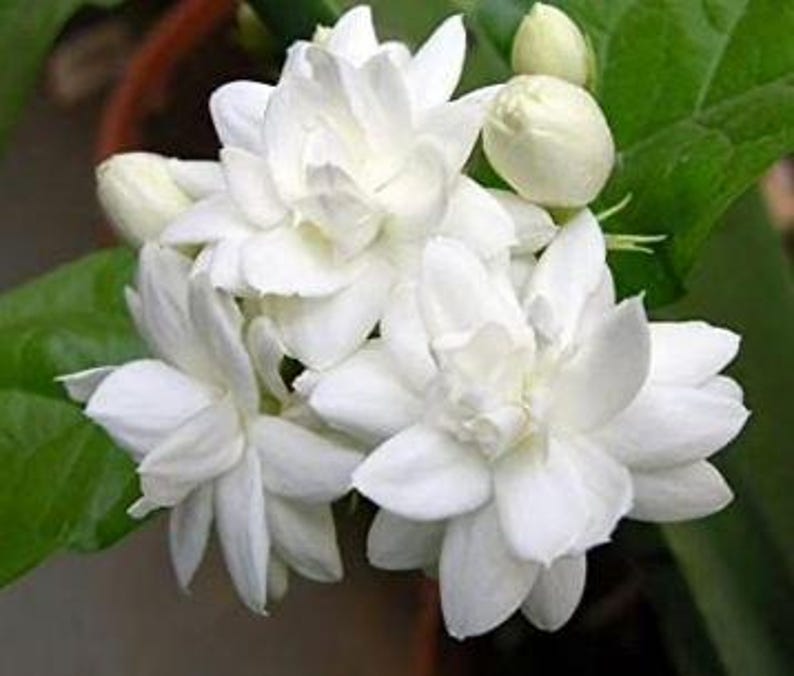 Mysore Malli Jasmine Plant 10-14 Inch Bush in Half Gal Pot, Jasminum sambac - Highly Fragrant Indoor/Outdoor Flowering Plant