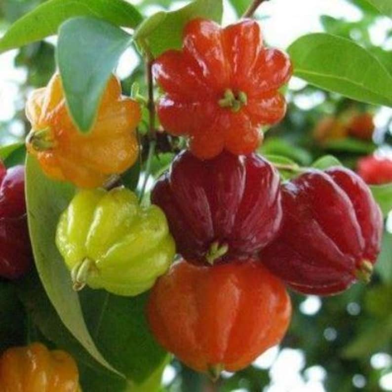 Surinam Cherry Plant - 8-10 Inch Half Gallon Pot - High Yielding Fruit - Eugenia uniflora - Easy to Grow for Small Spaces