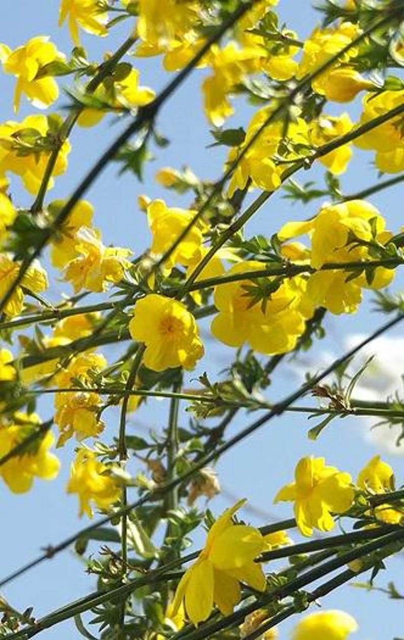 Primrose Jasmine Plant 3Gal Pot Fast Growing Evergreen Shrub Bright Yellow Flowers Jasminum mesnyi