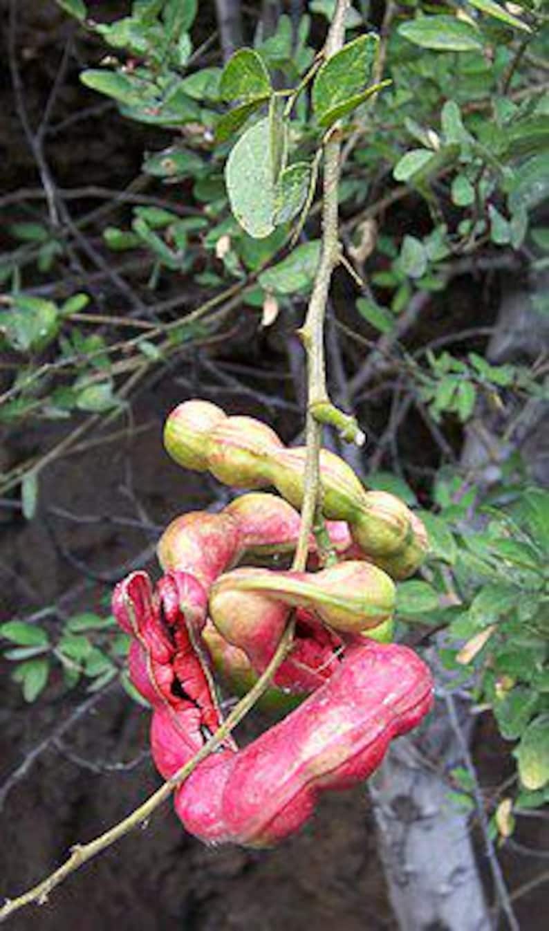 Guamuchil Tree Plant 2-3 Feet Tall - Pithecellobium dulce - Edible Pods - Drought Tolerant - Live Plant in Gallon Pot