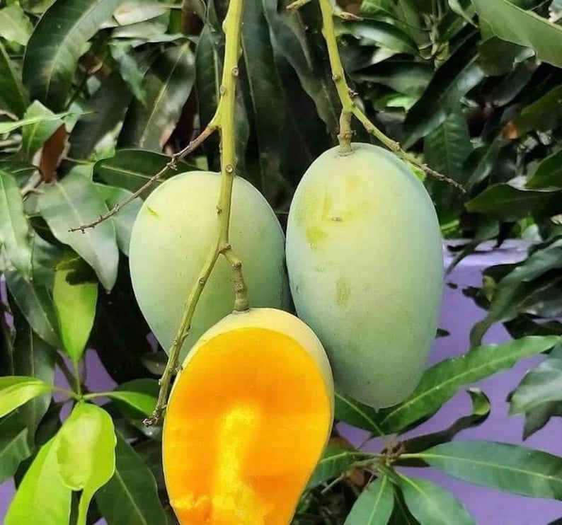 Grafted Valencia Pride Mango Tree in 1/2 Gallon Pot - Mangifera indica - Tropical Fruit Plant for Home Garden