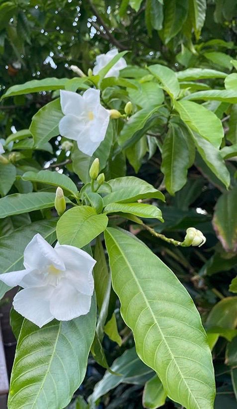 Milky Way Tree 1-2FT, Tropical Ornamental Plant with Fragrant White Flowers, Stemmadenia litoralis