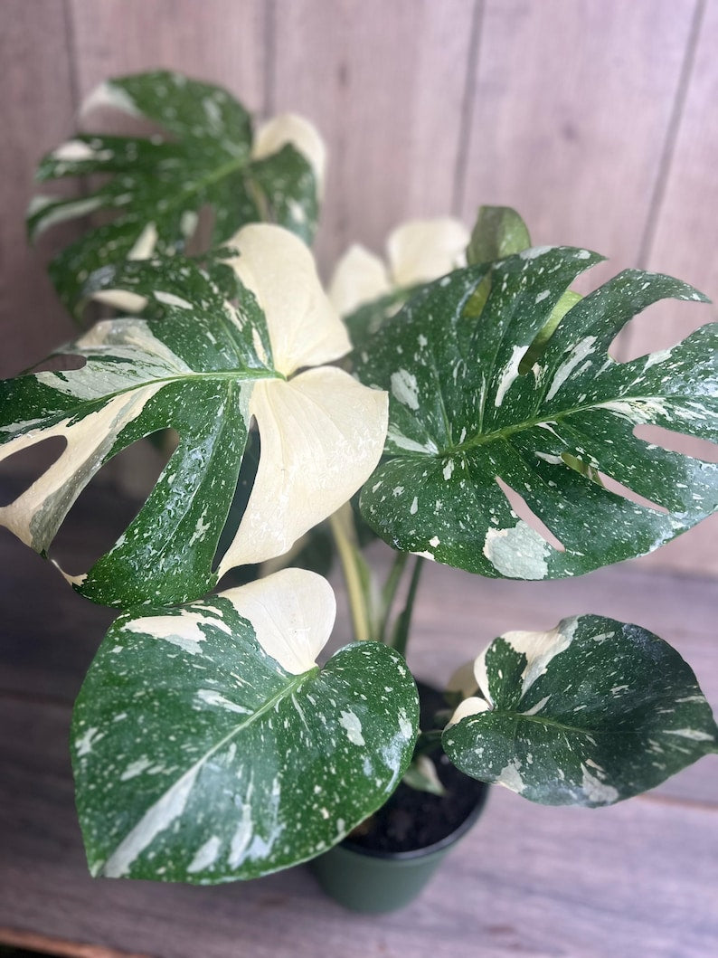 Monstera Thai Constellation Plant 6" Pot Variegated Houseplant Monstera deliciosa 'Thai Constellation' Unique Leaf Patterns