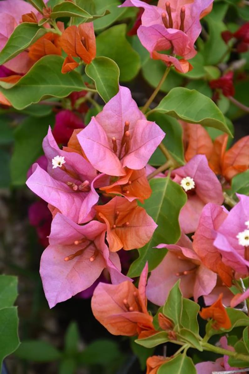Bougainvillea Plant 3Gal Pot Rosenka Variety - Bougainvillea glabra - Tropical Climbing Flowering Plant for Gardens
