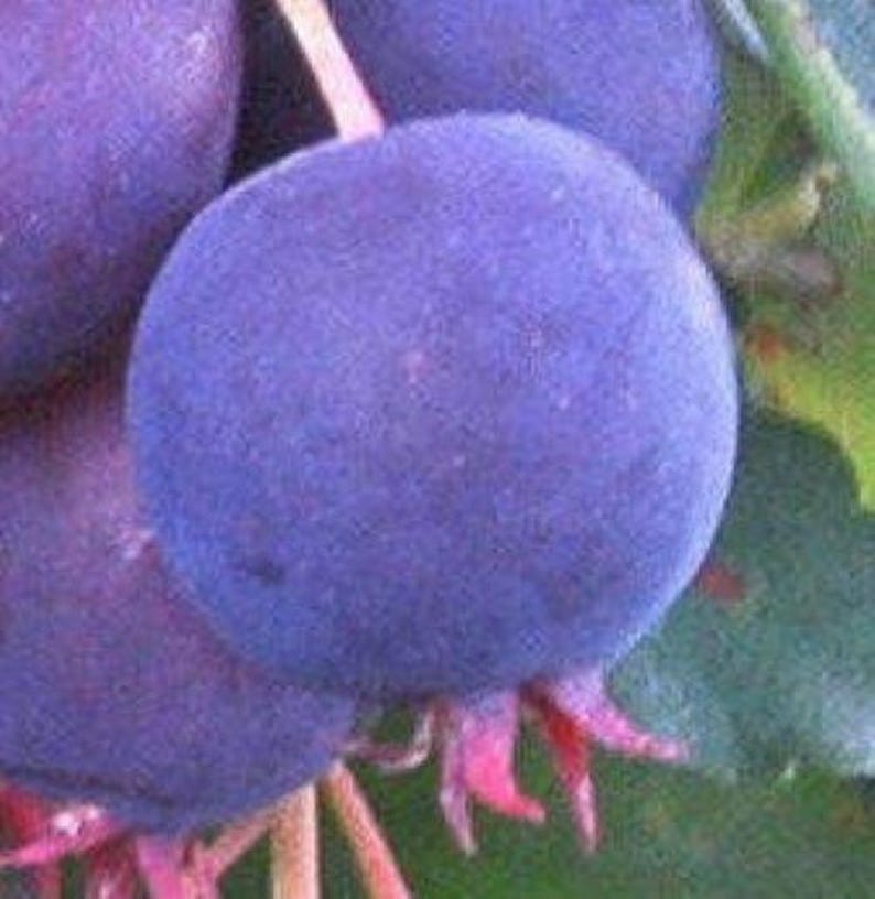 Saskatoon Serviceberry Shrub Live Plant 9-14" Edible Berries Amelanchier alnifolia Blueberry Alternative Cold Hardy