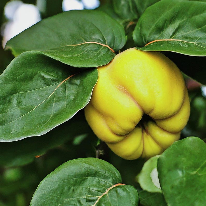 Quince Tree Combo Set - Live Edible Fruit Plants - Provence & Lepage Varieties - Cydonia Oblonga - Home Garden