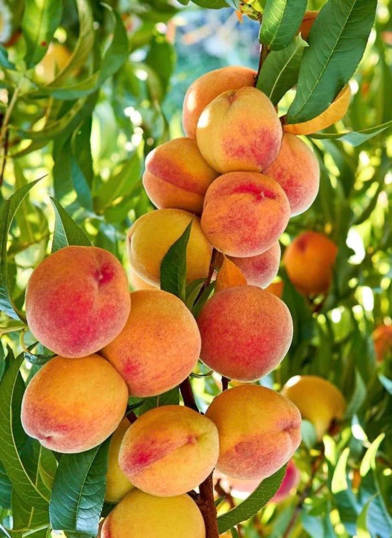 Tropic Beauty Peach Tree in Half Gallon Pot - Low-Chill Variety for Warm Climates (Prunus persica) - Self-Pollinating Peach Tree