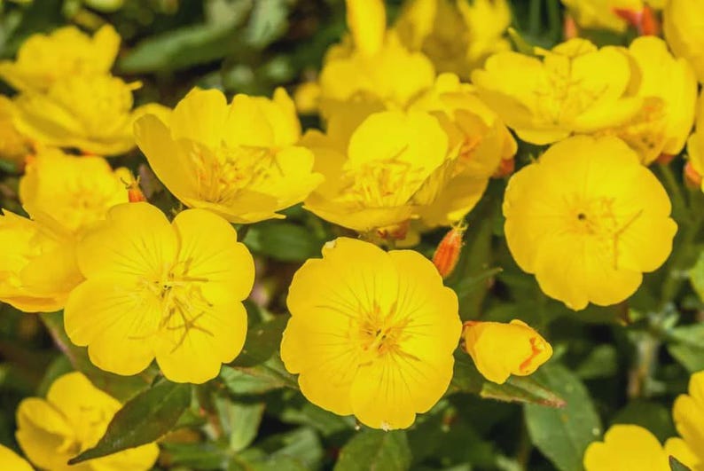Yellow Primrose Live Bareroot Clump - Primula vulgaris - Easy Perennial for Full Sun - Hardy Zones 4-9 - Bright Spring Blooms