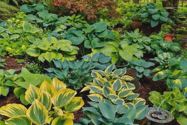 Hostas Bareroot Plants 3 Pack - Mixed Varieties - Hardy Shade Lovers - Hosta spp. - Perfect for Zones 3-8 Gardens