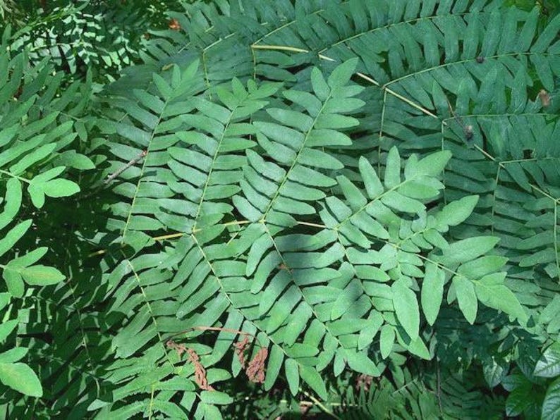 Royal Fern Live Plant - Bareroot - Osmunda regalis - Ideal for Moist Soils & Shade Gardens - Native Fern for Wildlife