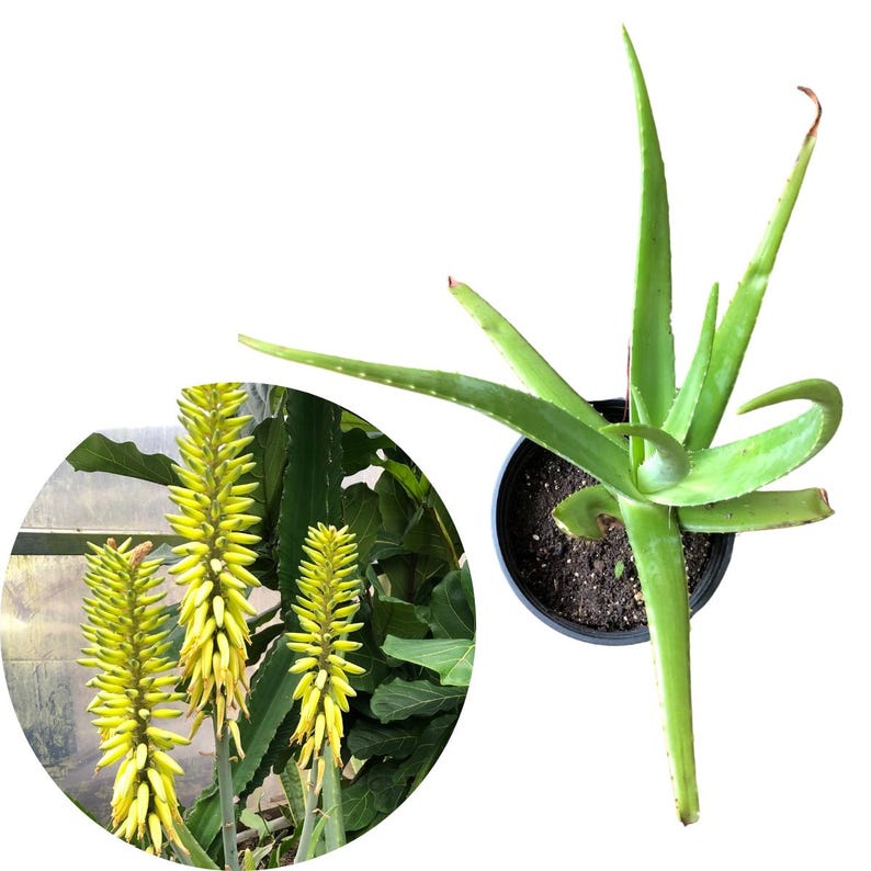 Giant Aloe Live Plant 6-8 Inch Pot Aloe vera Organic Houseplant for Sunny Windowsills