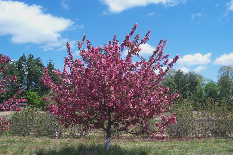 Crabapple Seedling 8-10" Bareroot Malus spp. - Ornamental Tree for Gardens, Landscaping, Pollinators, and Wildlife