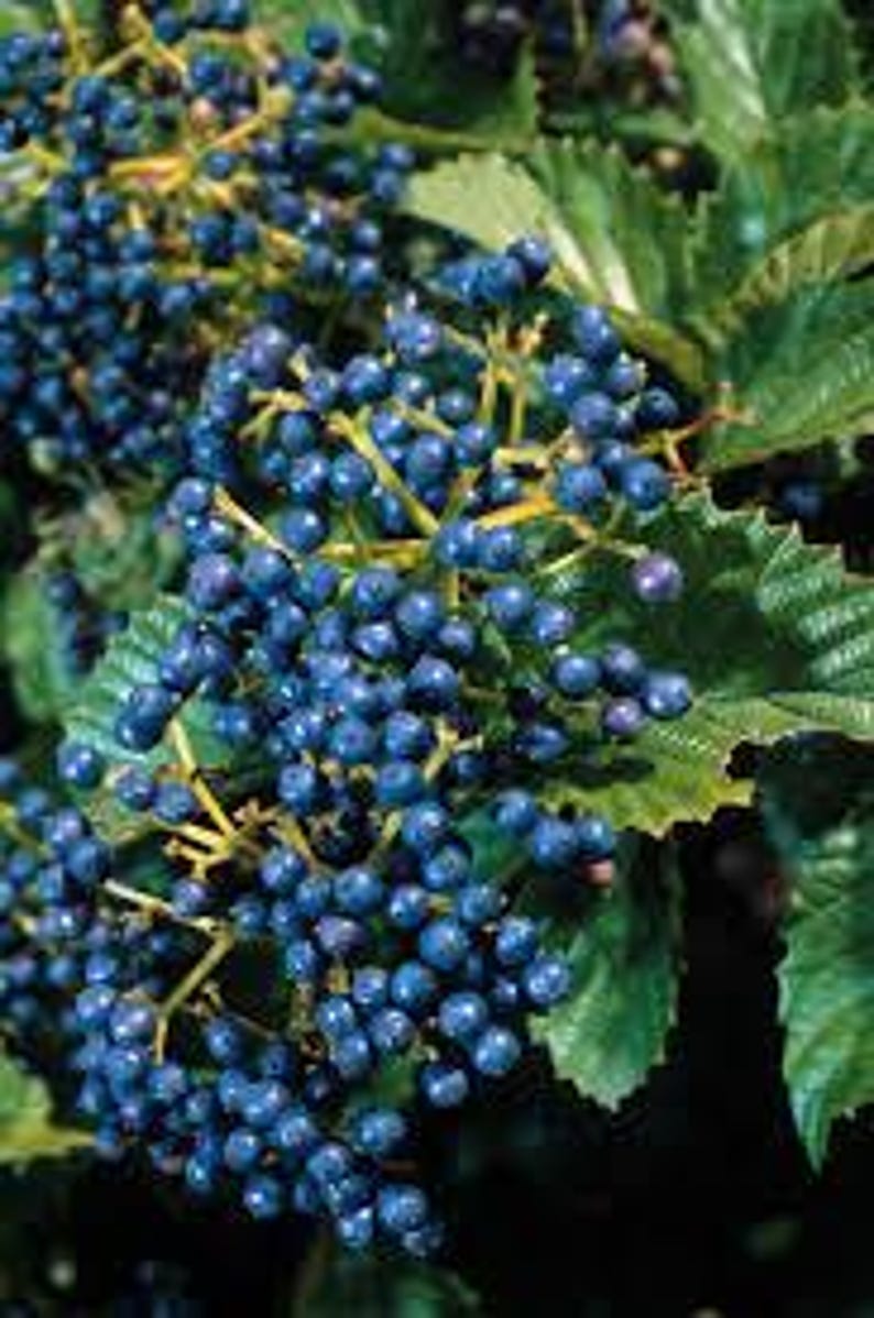 Native Arrowood Viburnum 4" Pot - Chicago Luster - Glossy Green Foliage - Viburnum dentatum - USDA Zone 4-7