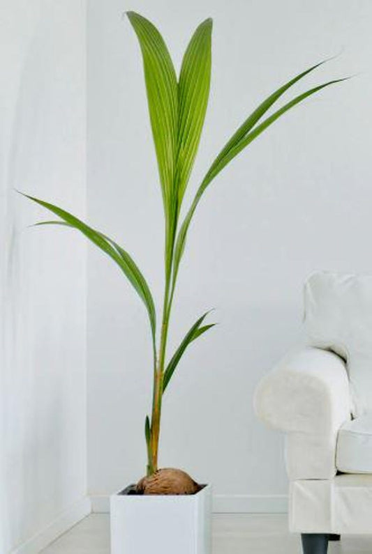 **Dwarf Coconut Tree 2-3ft Indoor Plant in 2 Gal Pot | Cocos Nucifera | Air Quality Enhancer**