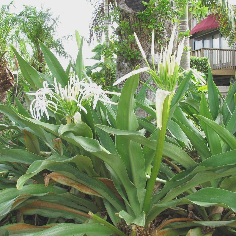 Crinum Plant - Large Swamp Lily - White Flowers - Crinum pedunculatum - Versatile Garden & Landscaping Plant