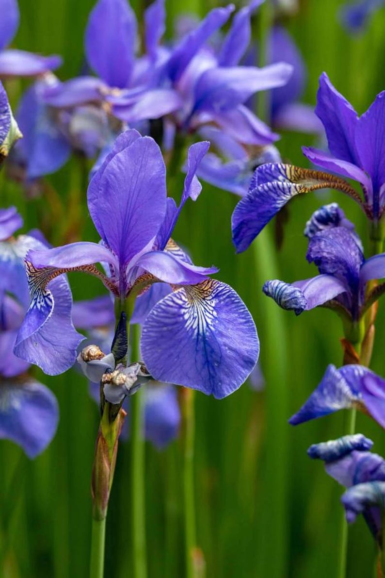 Flag Iris Rhizomes - Blue, Yellow, Reddish Brown - Iris versicolor - Ideal for Wetlands & Spring Blooms - Clumping Perennial