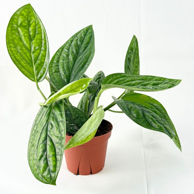 Monstera Peru Starter Plant | Rare Monstera karstenianum | Tropical Indoor Climbing Vine | Deep Green Foliage Houseplant