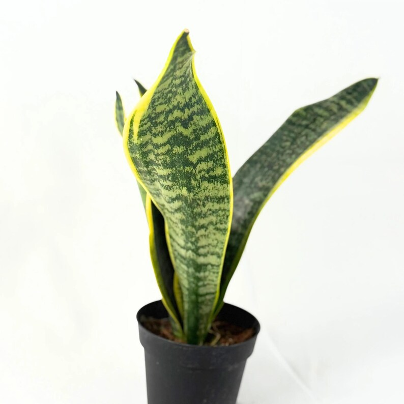 Sansevieria Laurentii Snake Plant Starter Houseplant - Mother-in-Law's Tongue - Easy Care Indoor Greenery - Live Plant Gift