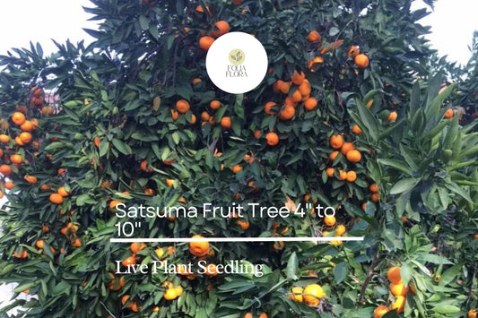 Satsuma Orange Tree | Sweet Citrus, Live Seedling (4-10 Inch)