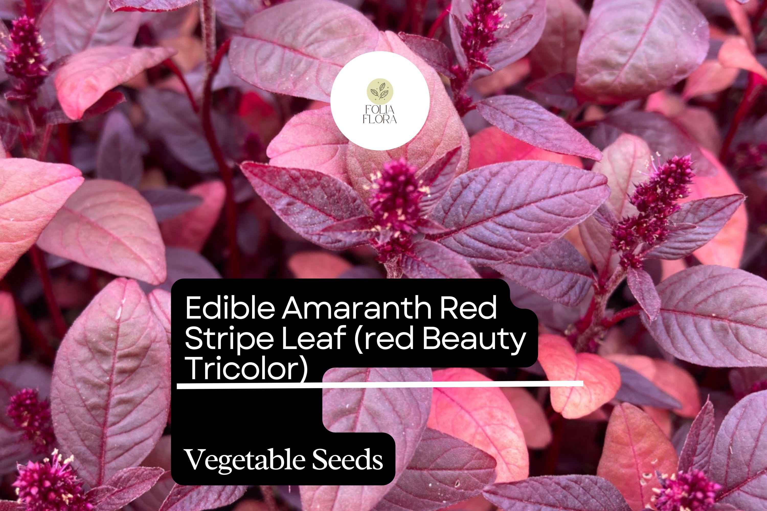 Red Beauty Amaranth Seeds | Edible Heirloom Vegetable, Microgreens