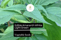 Amaranth Seeds | 500mg Edible White Light Green Heirloom Vegetable