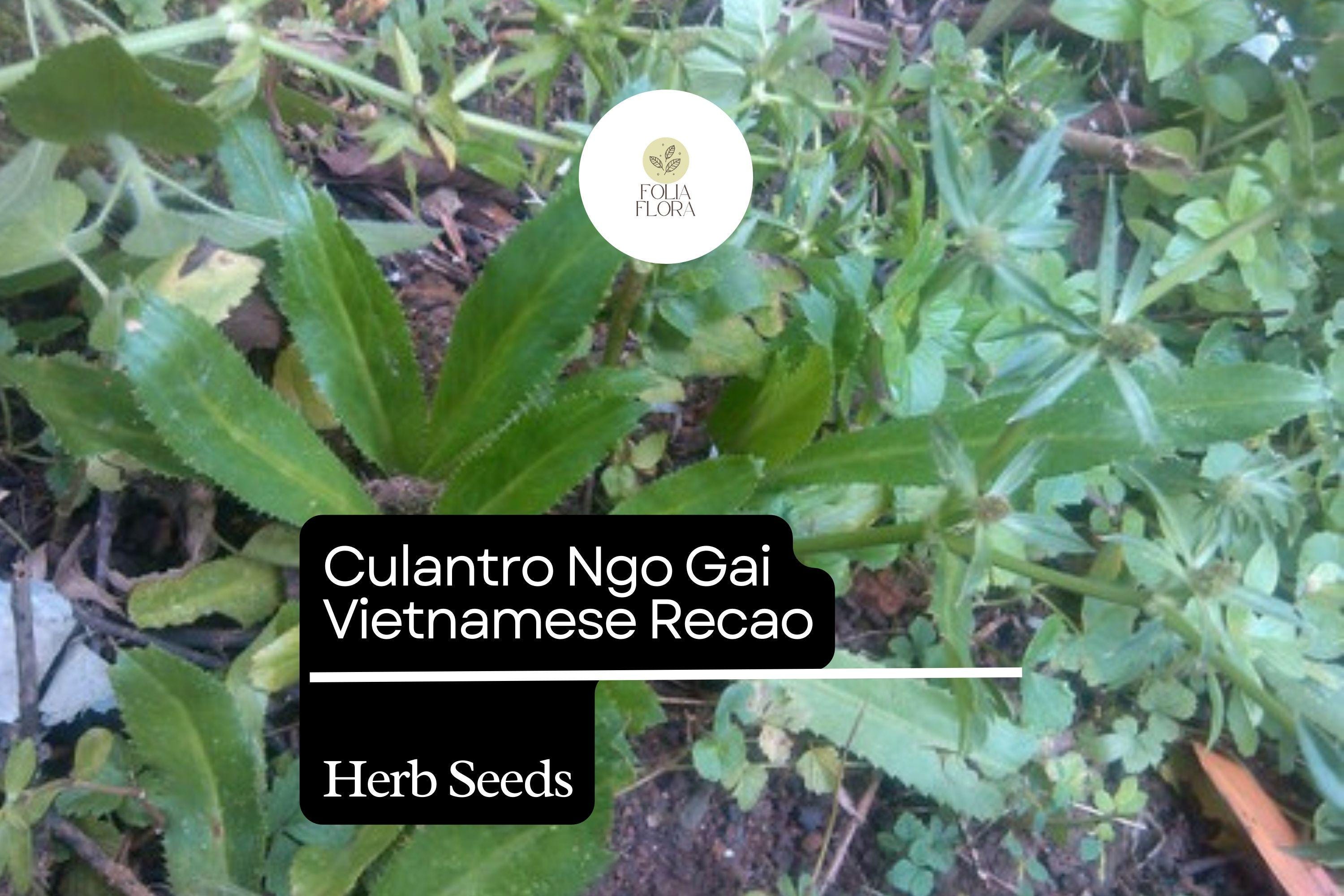 Culantro Seeds | Heirloom Vietnamese Herb Ngo Gai Recao | Eryngium foetidum, Aromatic Culinary Herb