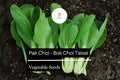 Pak Choi Seeds | Heirloom Taisai Bok Choi, Asian Greens