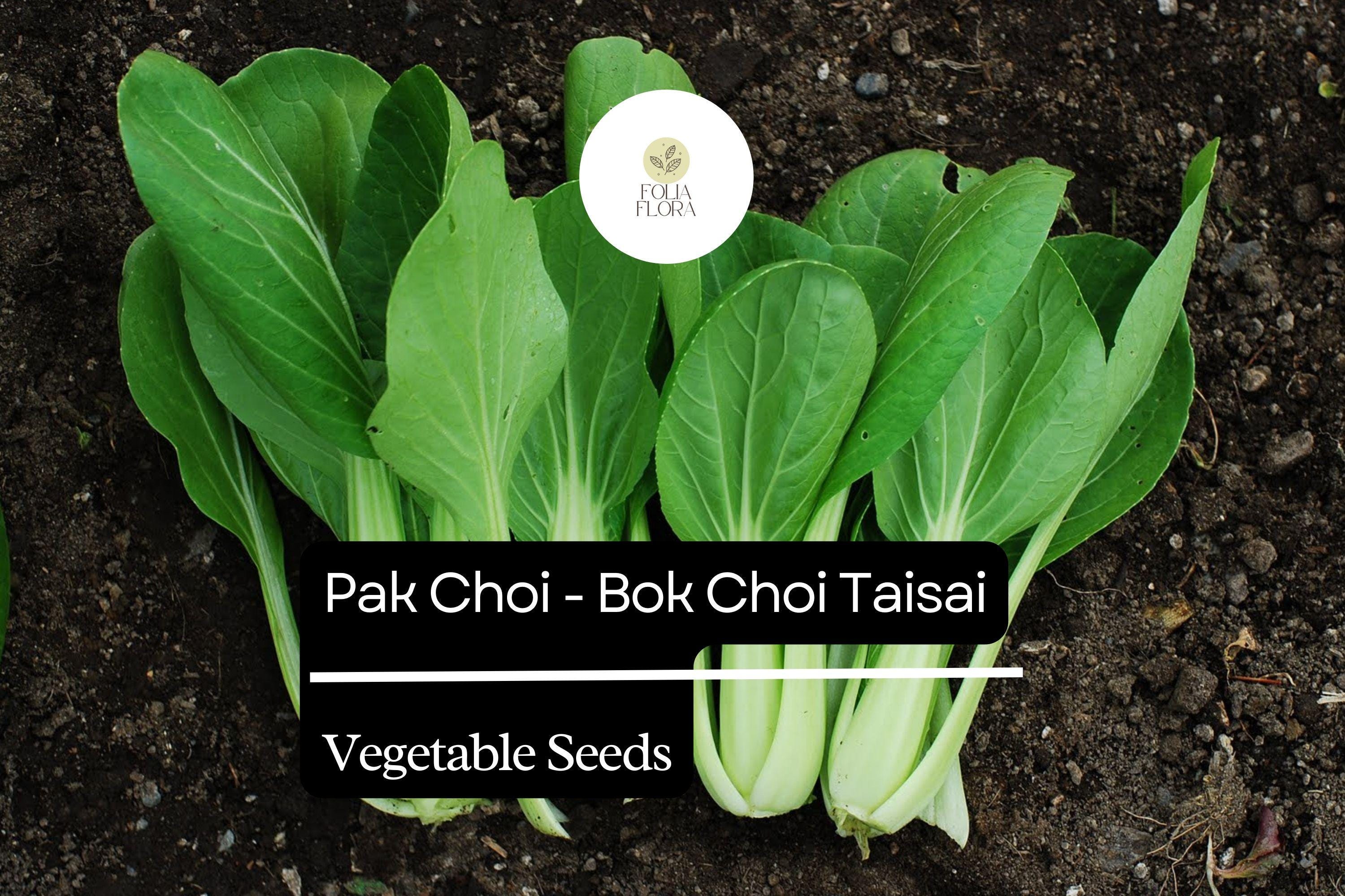 Pak Choi Seeds | Heirloom Taisai Bok Choi, Asian Greens