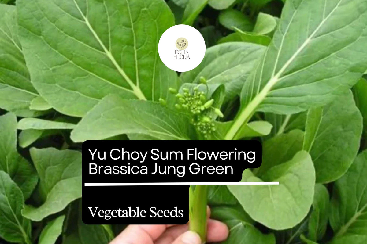 Yu Choy Sum Seeds | Heirloom Brassica rapa, Edible Yellow Flowers