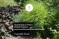 1g Asparagus Mary Washington Seeds Asparagus officinalis | Heirloom Vegetable Long-Lived Perennial for Garden Planting