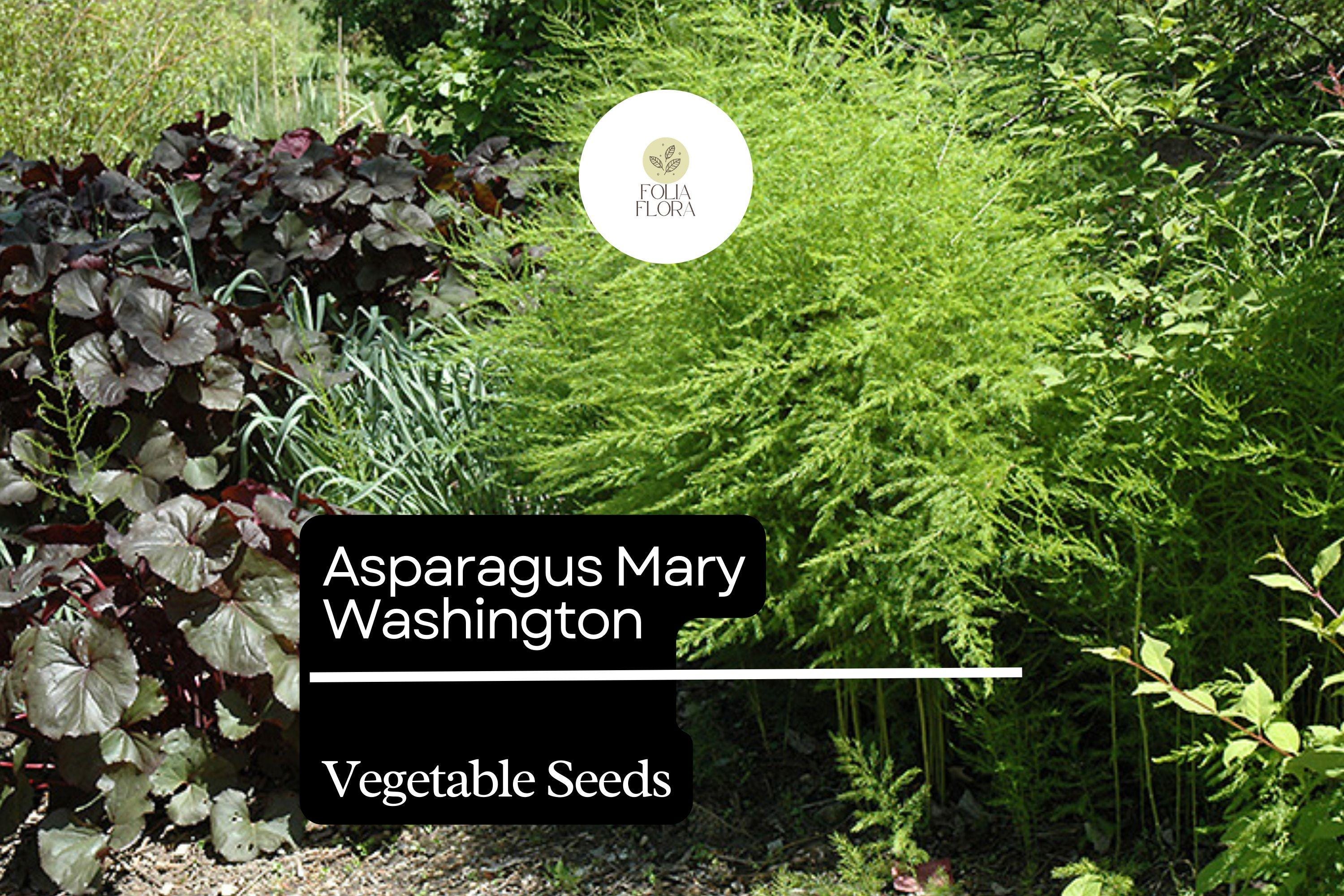 1g Asparagus Mary Washington Seeds Asparagus officinalis | Heirloom Vegetable Long-Lived Perennial for Garden Planting