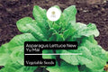 Asparagus Lettuce Seeds | New Yu Mai Heirloom, Asian Greens