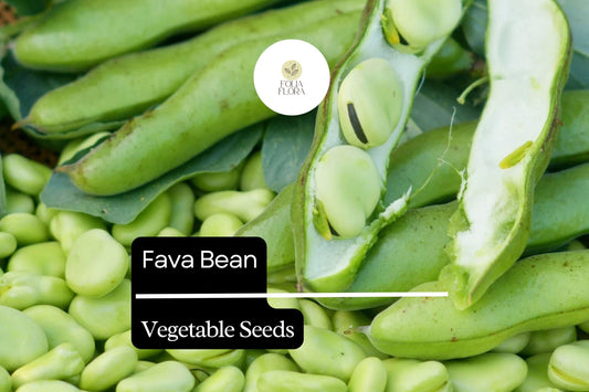 5g Fava Bean Seeds Vicia faba | Heirloom Broad Beans for Planting | Nutritious Cool-Season Vegetable