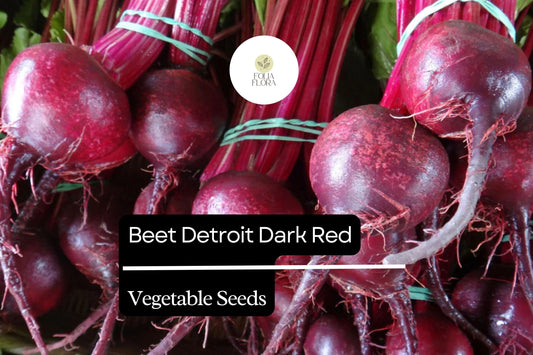 Detroit Dark Red Beet Seeds | 1g Heirloom Beta vulgaris for Roasting, Pickling, Salads, Juicing