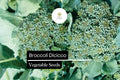 Broccoli Di Cicco Seeds | Heirloom Italian Variety, Extended Harvest