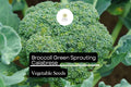 1g Broccoli Green Sprouting Calabrese Seeds Brassica oleracea | Heirloom Italian Variety | High-Yield, Tender Florets