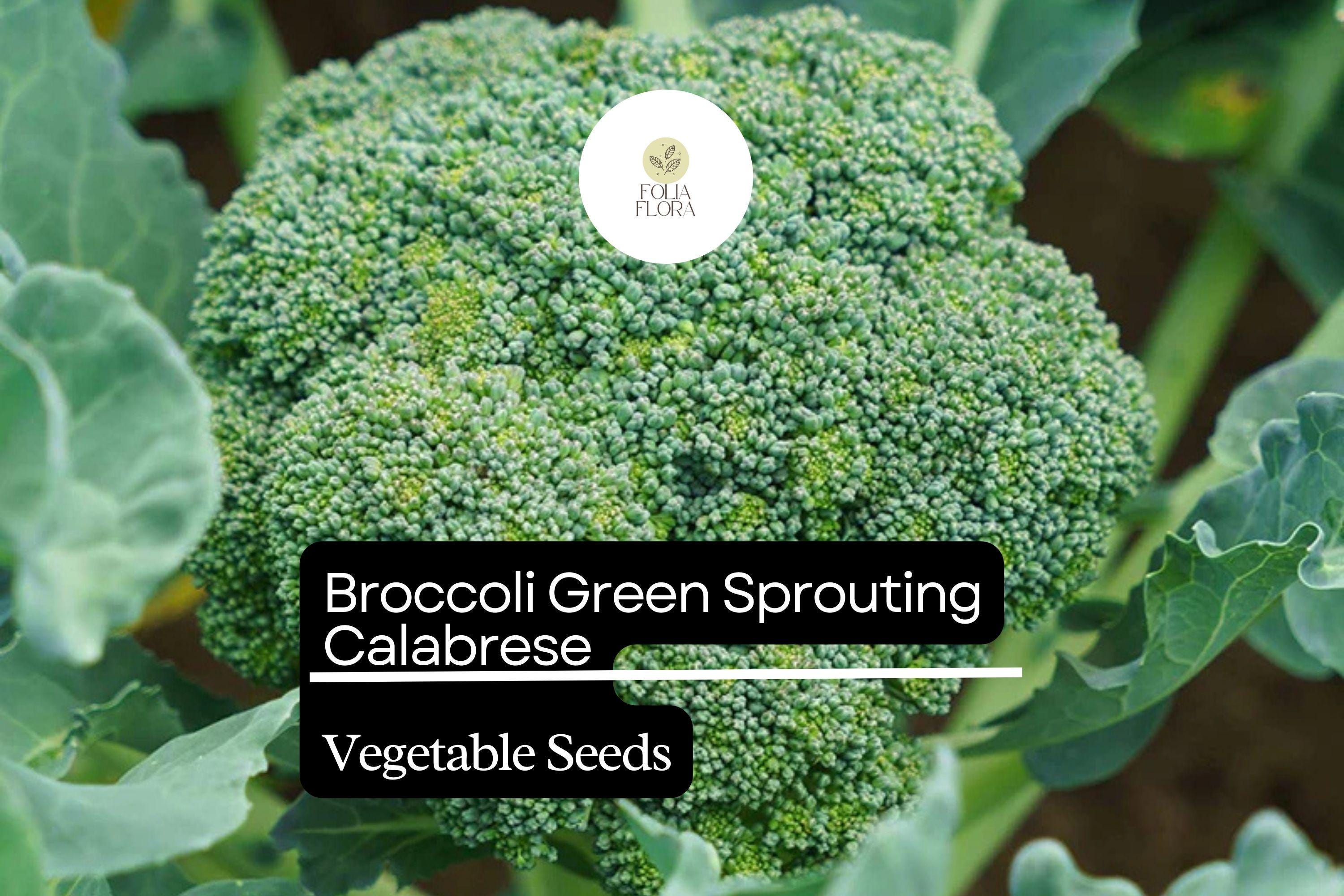 1g Broccoli Green Sprouting Calabrese Seeds Brassica oleracea | Heirloom Italian Variety | High-Yield, Tender Florets