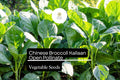 Kailaan Chinese Broccoli Seeds | 500mg Open Pollinated Heirloom